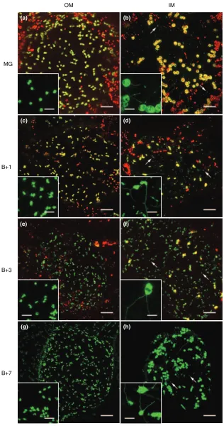 Figure 2. Changes in plastid and stromule mor-