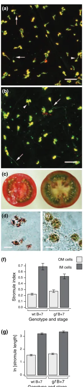 Figure 4. Plastid and stromule morphology in gf B þ 7 fruit.Confocal images of representative (a) outer mesocarp (OM) cells and (b) innermesocarp (IM) cells from B þ 7 gf fruit