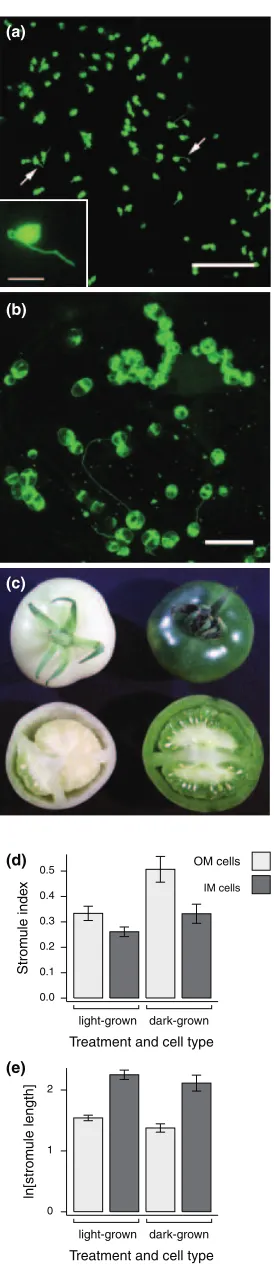 Figure 5. Plastid and stromule morphology in dark- and light-grown mature