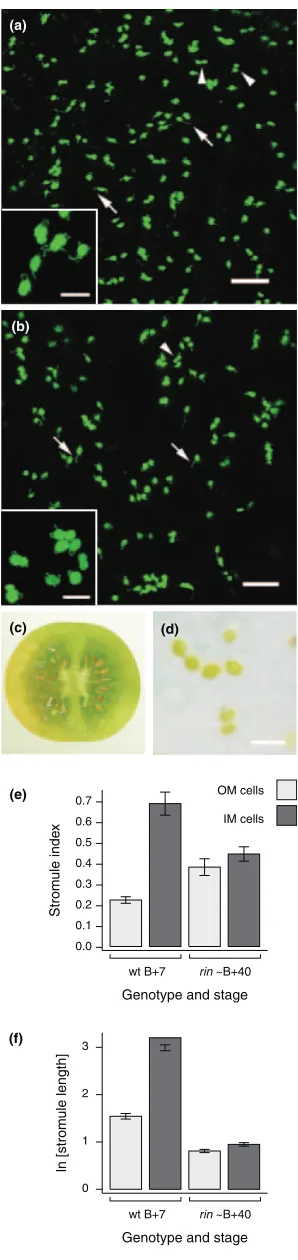 Figure 6. Plastid and stromule morphology in10represent the meansmall plastids and short stromule protrusions (arrows)