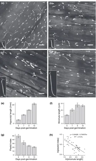 Figure 7. Stromule length is negatively correla-ted with plastid density.
