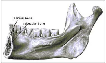Fig 2. The bone structure of the human mandible 