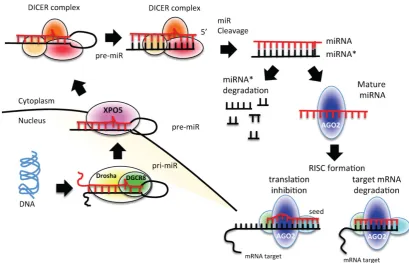 Figure 1: miRNA biogenesis process. A schematic representation of canonical miRNA biogenesis pathway