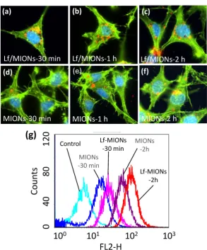Figure 4. (a-f) Cellular uptake of quantum dot (QD)-loaded (a-c) Lf-MIONs and (d-f) MIONs in RG2 cells after 30 min, 1 h, and 2 h of incubation: the QD red fluorescence increases over time from many cell regions, including the cytoplasm