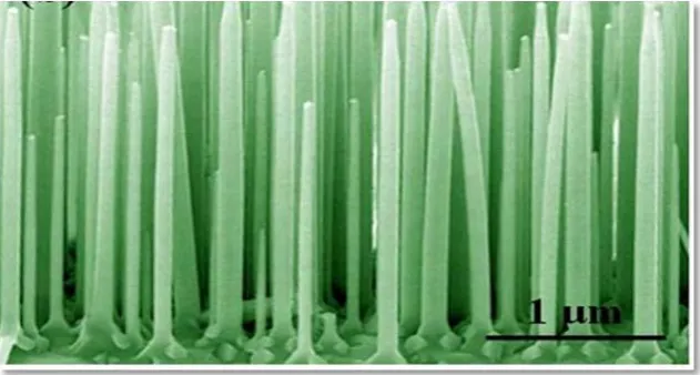 Figure 1.2: Schematic diagram of single nanowire array (Rahim et al., 2014). 