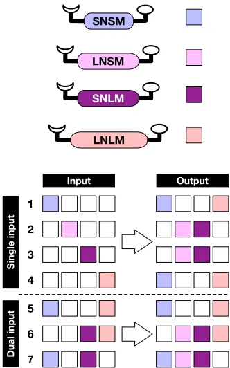 Figure 6 The output of the replicator network shown in Figure 2 is determined by the nature of the instructing template that is added