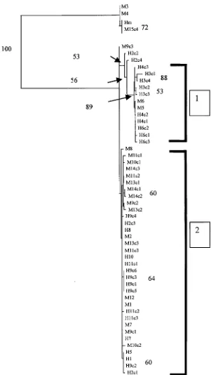 Fig. 1. Phylogram of distance-based analyses generated from the sequence of the ribosomal internal transcribedspacer 1 (ITS1) gene region from human (H) and mouse (M) isolates of Hymenolepis nana and from H