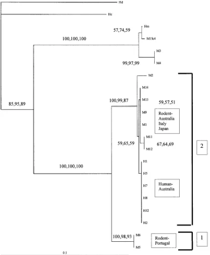 Fig. 2. Phylogram of distance-based analyses generated from the sequences of the mitochondrial cytochrome coxidase subunit 1 (C01) gene region from human (H) and mouse (M) isolates of Hymenolepis nana and from H