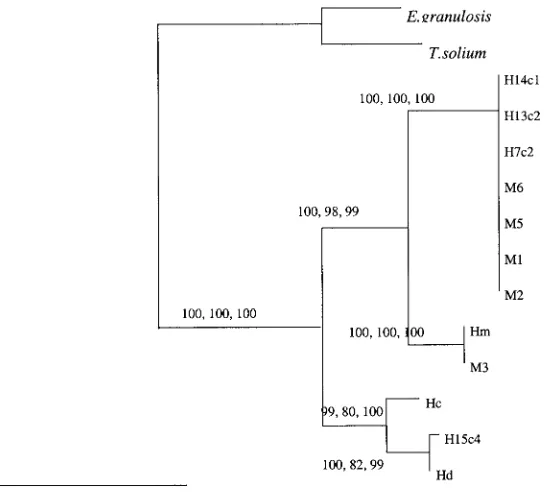 Fig. 3. Phylogram of distance-based analyses generated from the sequences of the paramyosin gene region fromhuman (H) and mouse (M) isolates of(Hc)