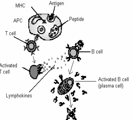 Figure 1: Some of the processes involved in the adaptive immune system. 