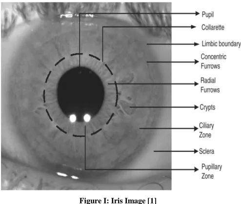 Figure I: Iris Image [1] 