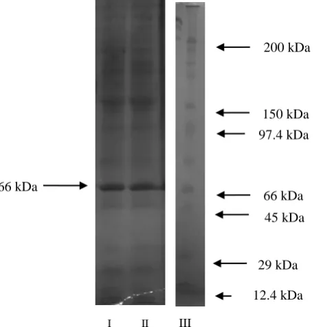 Figure 5 Effect of pH on the activity and stability of the purified purified β-mannanase of L