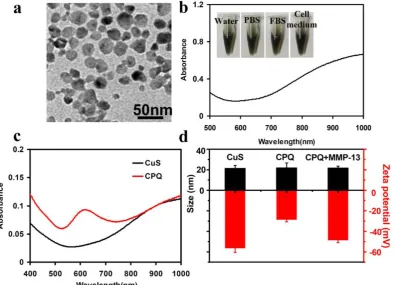 Figure 2 medium. (c) UV-vis-NIR spectral of CuS nanoparticles before and after conjugation of peptide-BHQ3
