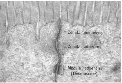 Fig. 6: Electron microscopy of junctional complexes. At the apical level, tight junctions can be  seen