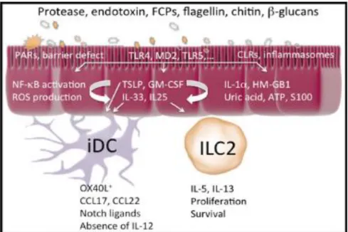 Fig 8: Type 2 cell immune stimuli, such as dust mite protease activity, leads to an immune response