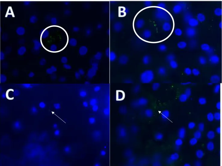 Fig. 11 Immunofluorescence imaging of ZO-1. A) Control shows a ZO-1 present between two different cells B) TSLP  showed ZO-1 similar to the control, with defined ZO-1 between cells C) Eosinophil: Decreased number of ZO-1 is  signified with decreased TEER r