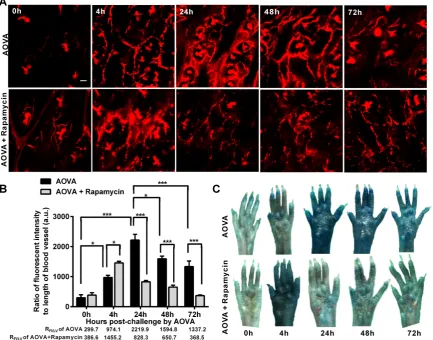 Figure 6.  Verification of the vascular hyperpermeability in the inflammatory foci of the DTH reaction with or without rapamycin treatment