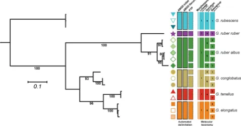 Fig 2. Molecular taxonomy of the genus Globigerinoides. Each branch represents a unique basetype, the symbol next to the branch represent theindividual basegroup and the colors represent unique morphospecies