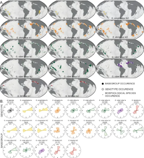 Fig 4. Biogeographic distribution of constitutive genotypes (MOTUs lvl-2) and basegroups (MOTUs lvl-3) of the genus Globigerinoides in thesample set