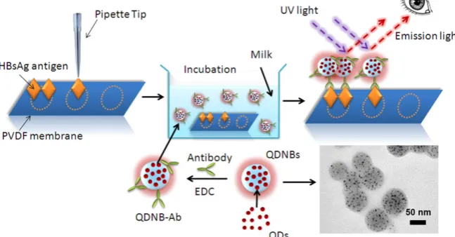 Figure B . (Scheme 2). Schematic illustration of QDs encapsulation into PSMA nanobeads by miniemulsion and solvent evaporation techniques