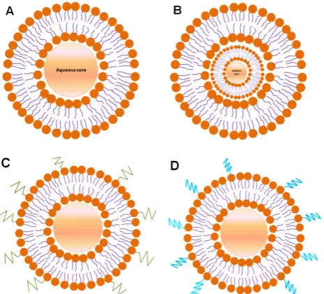Fig.2. Schematic representation of the structure of liposomes. 