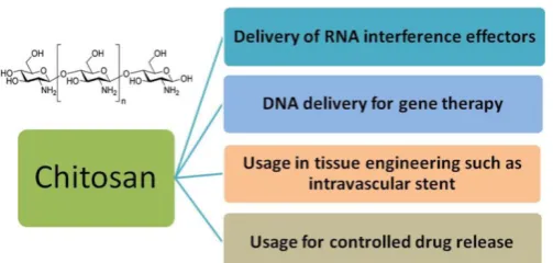 Fig.4. Primary applications of chitosan in biomedical fields. 