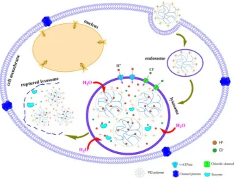 Fig.5. Schematic representation of proton sponge effect of PEI polymer. 