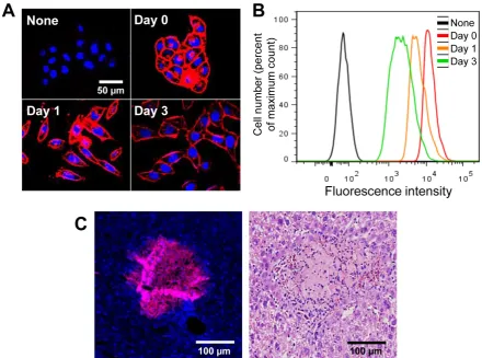Figure 2.  Visualization of retained azide groups on the cell surface in vitro and in vivo