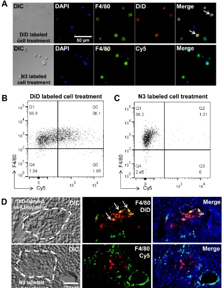 Figure 5.  False positive signals by macrophages in vitro and in vivo. (A) Visualization of co-cultured macrophages with DiD-labeled or N3-labeled cells (n = 5)