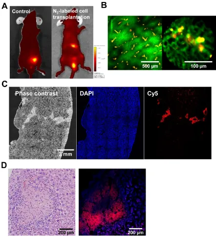 Figure 6. (B) IV100 images of liver after intravenous injection of DBCO-Cy5. The scale bars indicate 500 and 100 µm