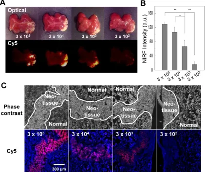 Figure 7.  Ex vivo liver tissue analysis for the sensitivity of optical imaging to cells with acquired azide groups (n = 5 per group)