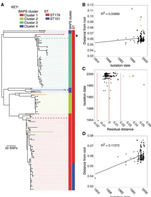 Figure 1.Phylogenetic reconstruction and assessment of temporal signal. (phylogeny of(red),Columns adjacent to the tree represent the BAPS cluster and MLST type associated with the strains.Dashed lines linking branches to these columns are for ease of view