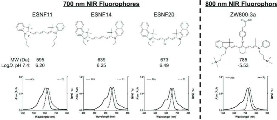 Figure 1.  Chemical Structures and Optical Properties of Lymph Node Contrast Agents: Shown are chemical structures (top) and optical properties (bottom) of 700 nm (left) and 800 nm (right) lymph node contrast agents