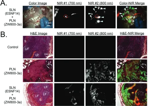 Figure 4. fluorophore ESNF14 injected into the uterine cervix 5 min prior to imaging and pan lymph node mapping of the pelvic LNs using 640 nmol ZW800-3a injected  Simultaneous Pan and Sentinel Lymph Node Mapping in Pig and Histological Analysis: (A) Senti