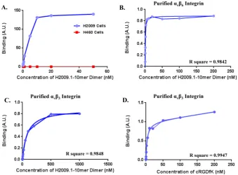 Figure 6.  activity of the (A)The dimeric H2009.1 peptide binds specifically to αvβ6-expressing H2009 cells but not to αvβ6–negative H460 cells