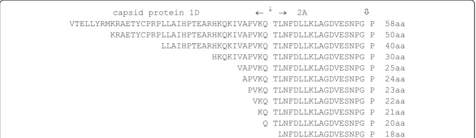 Figure 1 F2A sequences used for co-expression of fluorescent ‘reporter’ proteins. 2A mediates the co-translational ‘ribosome skipping’event whilst fused to the upstream capsid protein 1D