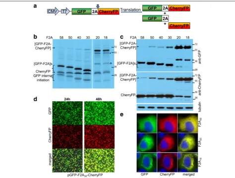 Figure 2 Efficiency of F2A cleavage in GFP-F2A-CherryFP context. F2A sequences of various lengths were used to co-express GFP andCherryFP proteins from pGFP-F2A-CherryFP constructs (a, schematic presentation) in vitro using TnT coupled transcription/ trans