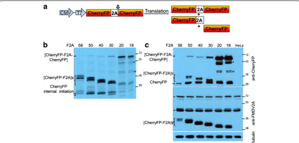 Figure 3 Efficiency of F2A cleavage in CherryFP-F2A-CherryFP context. F2A sequences of various lengths were used to co-express twoCherryFP proteins from pCherryFP-F2A-CherryFP constructs (a, schematic presentation) in vitro using coupled transcription/ tra