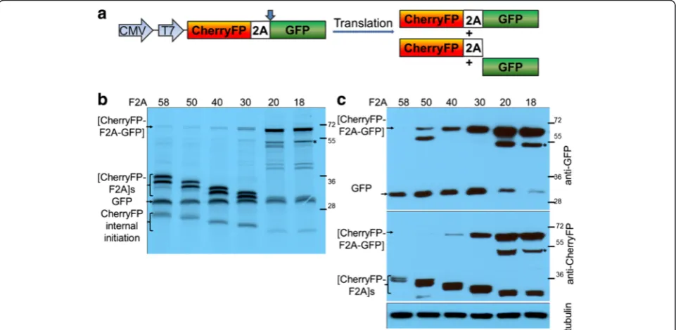 Figure 4 Efficiency of F2A cleavage in CherryFP-F2A-GFP context. F2A sequences of various lengths were used to co-express CherryFP andGFP proteins from pCherryFP-F2A-GFP constructs (a, schematic presentation) in vitro using coupled transcription/ translati