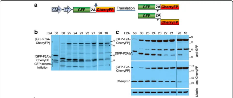 Figure 5 ‘CherryFP proteins from pGFP-F2A-CherryFP constructs (Fine-tuning’ of F2A cleavage in GFP-F2A-CherryFP context