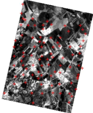 Figure 3. Mixing of the samples from the 4 corners to represent one soil sample. 
