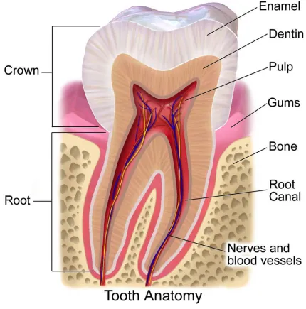 Figure 3: Anatomy of tooth 