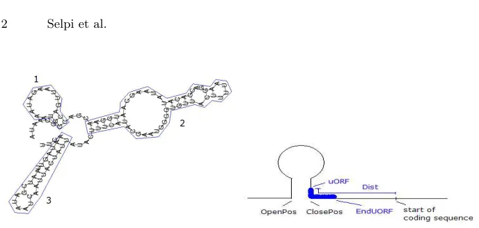 Fig. 1. Left: A predicted secondary structure of the 5a uORF intersects with an mRNA secondary structure on the uORF’s left (upstream)to show how we view the structure as three stem-loop structures