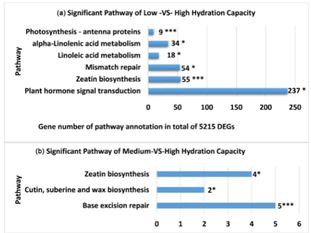 Figure 2. Significant pathways in faba bean seeds for comparisons of (a) varieties with Low versus High Hydration Capacity and (b) varieties with Medium versus High Hydration Capacity