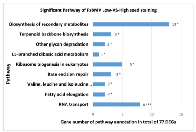 Figure 3. Significant pathways in faba bean seeds for the comparison of varieties with Low versus High seed staining due to infection of plants by PSbMV