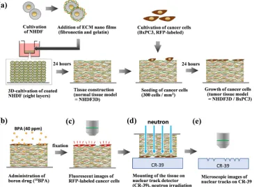 Figure 1. Procedures for detection of BNCT reaction by using in vitro three-dimensional artificial human tumor tissue model