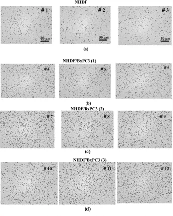 Table 1. α-ray/recoiled Li particle tracks density (counts/0.01 mm2), and T/N ratio of NHDF3D/BxPC3