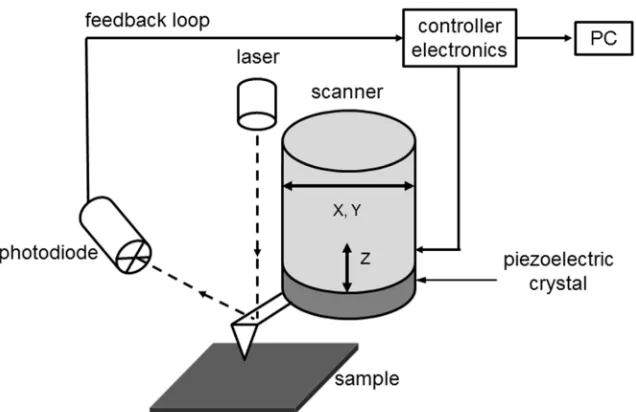 Figure 2.7. Schematic diagram of an atomic force microscopy and direct surfacemeasurements – contact mode (based on a diagram in ref