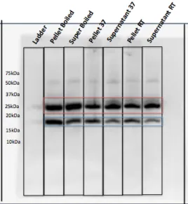 Figure 2.3. Pal over-expressed in TOPO151 plasmid, lysed in Tris/TritonX100 buffer; gel samples prepared at 100˚C, 37˚C, or room temperature