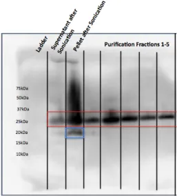 Figure 2.4. Pal over-expressed in TOPO151 plasmid, lysed in Tris/TritonX-100 buffer; gel samples boiled in reducing sample buffer